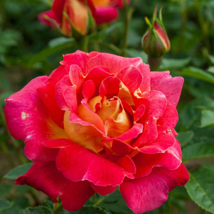 Yellow Red Climbing Rosa spp. Seeds - Heirloom Flower Garden Seeds for Growing