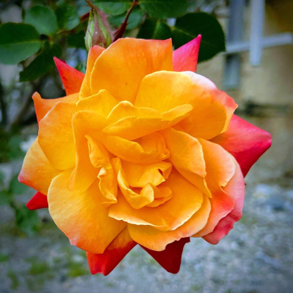 Yellow Red Climbing Rosa spp. Seeds - Heirloom Flower Garden Seeds for Growing