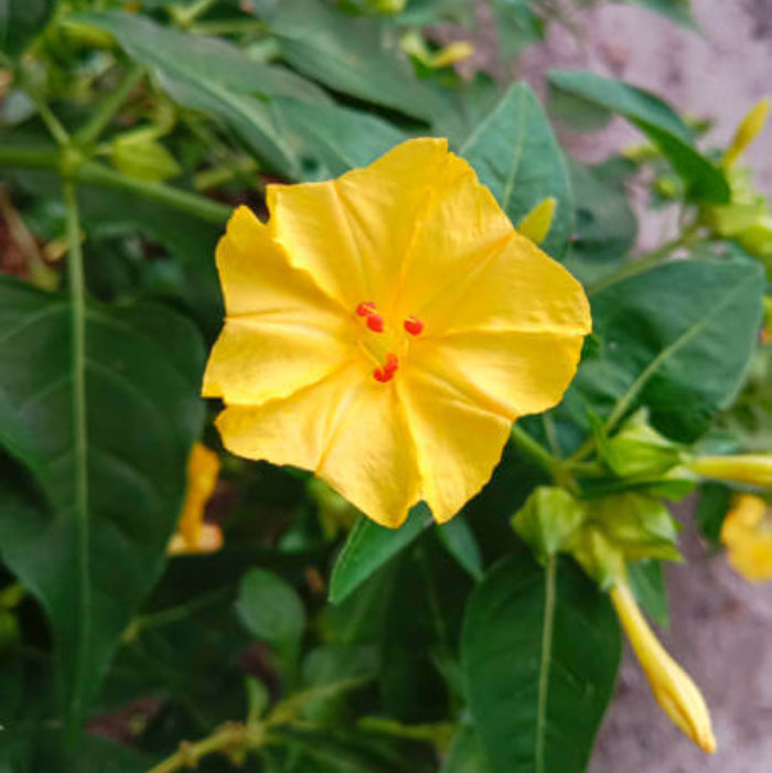 Yellow Red Four O'Clock Seeds - Heirloom Flower Garden Seeds for Growing