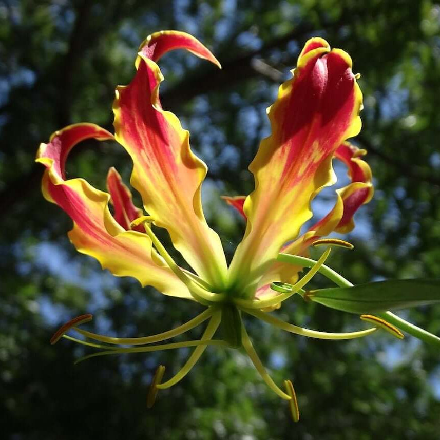 Yellow Red Gloriosa Lily Seeds - Heirloom Flower Garden Seeds for Growing
