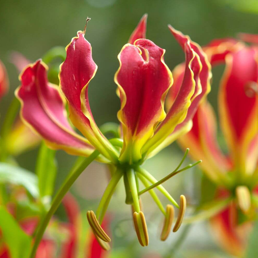 Yellow Red Gloriosa Lily Seeds - Heirloom Flower Garden Seeds for Growing
