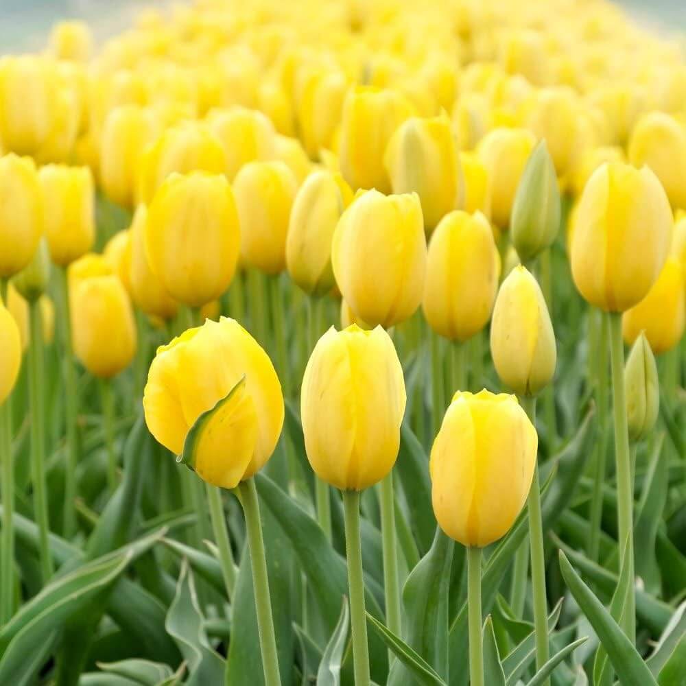 Yellow Tulip Seeds - Heirloom Flower Garden Seeds for Growing