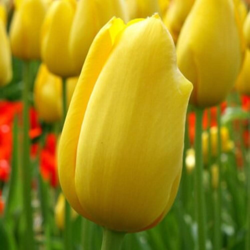 Yellow Tulip Seeds - Heirloom Flower Garden Seeds for Growing