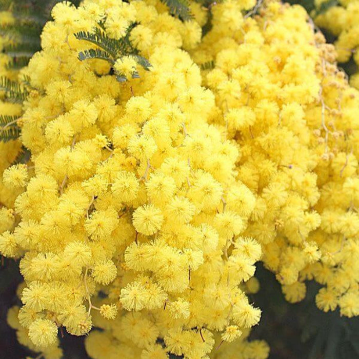 Yellow Wattle Seeds - Heirloom Flower Garden Seeds for Growing
