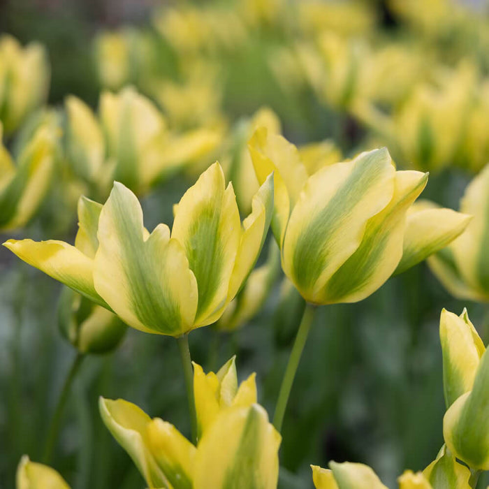 Yellow and Green Tulip Seeds - Heirloom Flower Garden Seeds for Growing