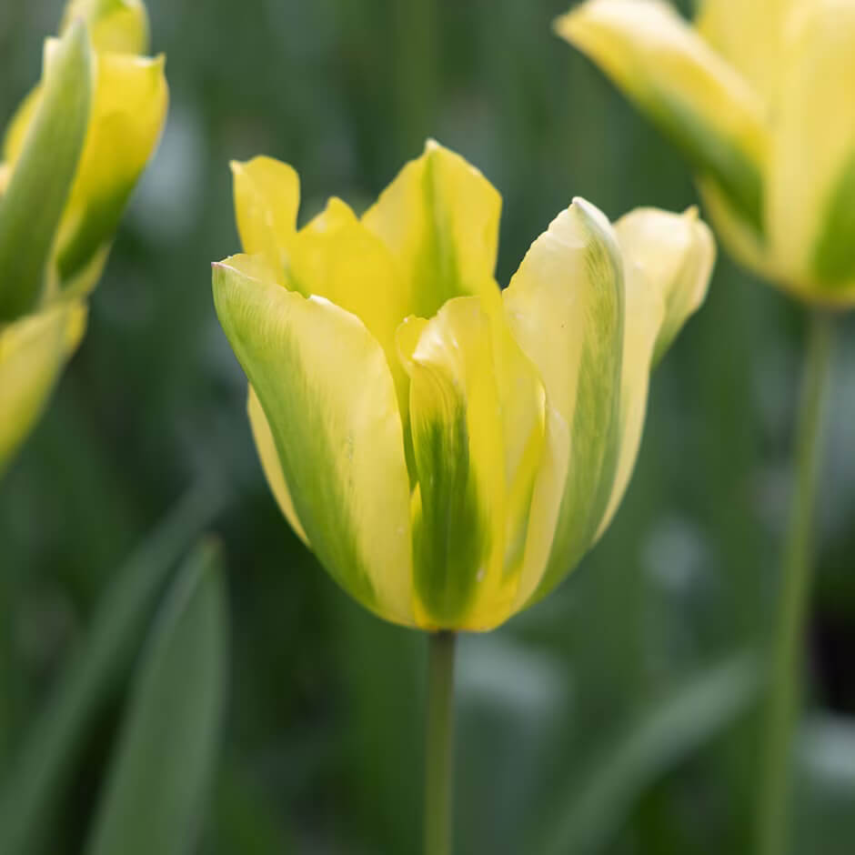 Yellow and Green Tulip Seeds - Heirloom Flower Garden Seeds for Growing