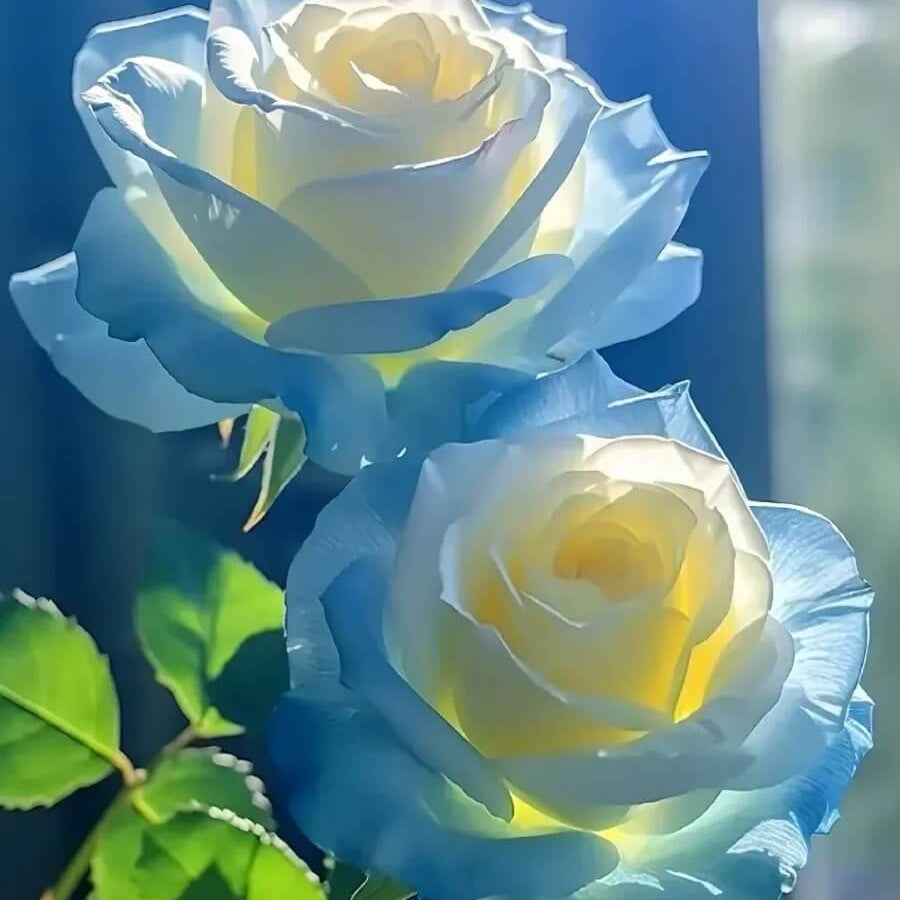 Yellow and Sky Blue Rose Seeds - Heirloom Flower Garden Seeds for Growing