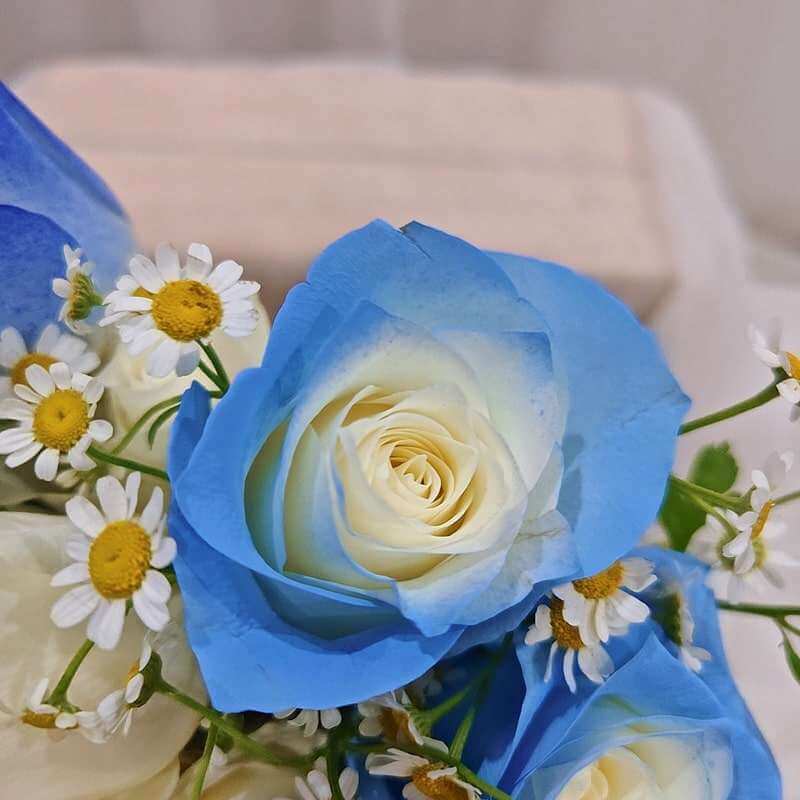Yellow and Sky Blue Rose Seeds - Heirloom Flower Garden Seeds for Growing