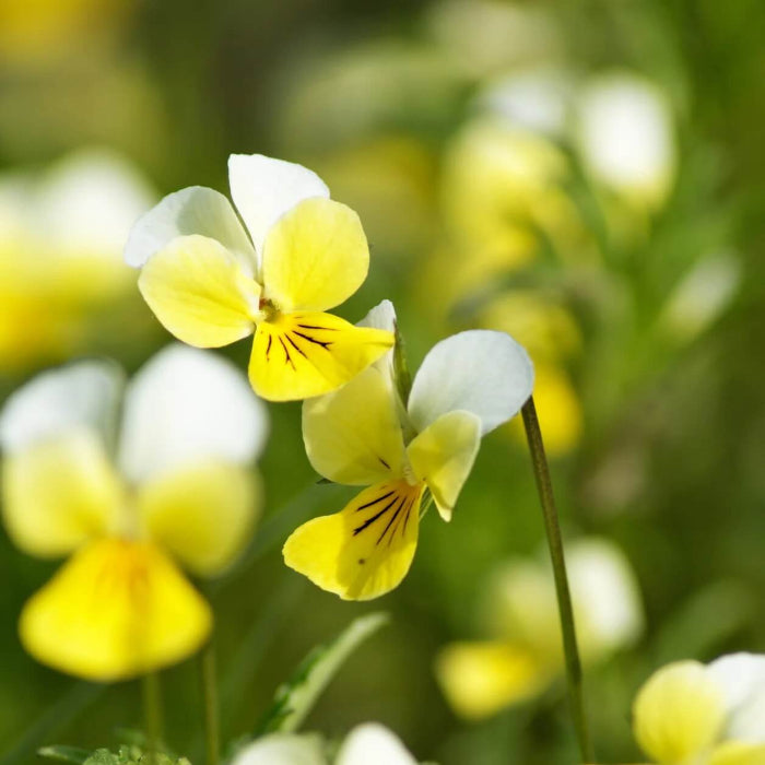 Yellow and White Pansy Seeds - Heirloom Flower Garden Seeds for Growing
