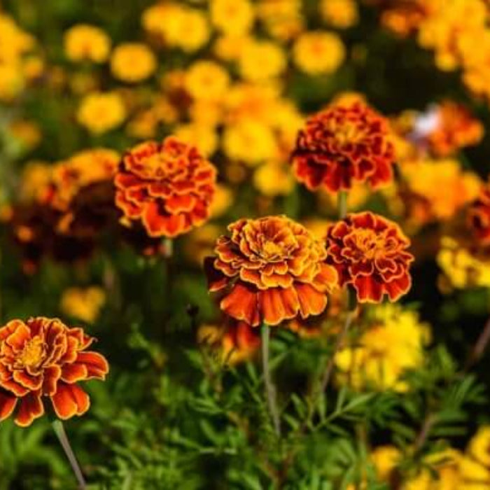Yellow with Red Marigold Seeds - Heirloom Flower Garden Seeds for Growing