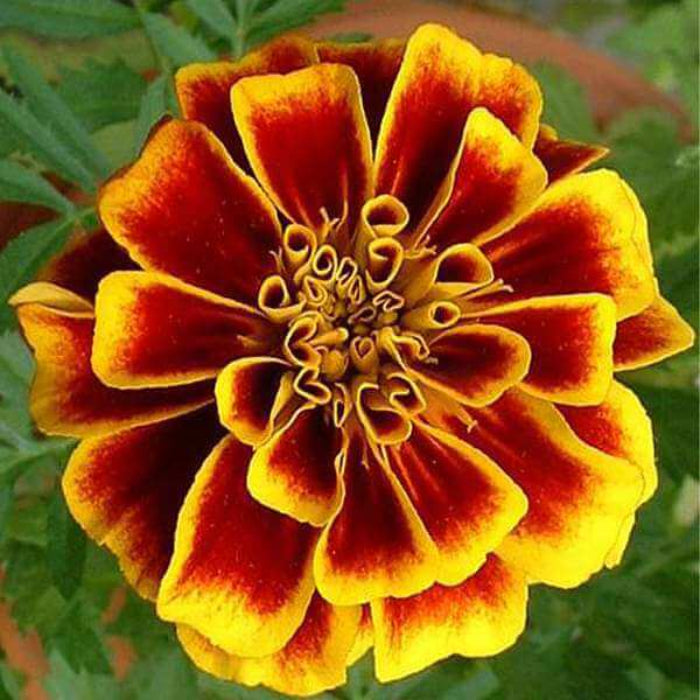 Yellow with Red Marigold Seeds - Heirloom Flower Garden Seeds for Growing