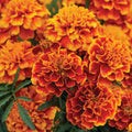 Yellow with Red Marigold Seeds - Heirloom Flower Garden Seeds for Growing