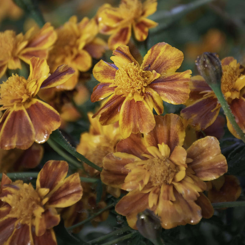 Yellow with Red Marigold Seeds - Heirloom Flower Garden Seeds for Growing