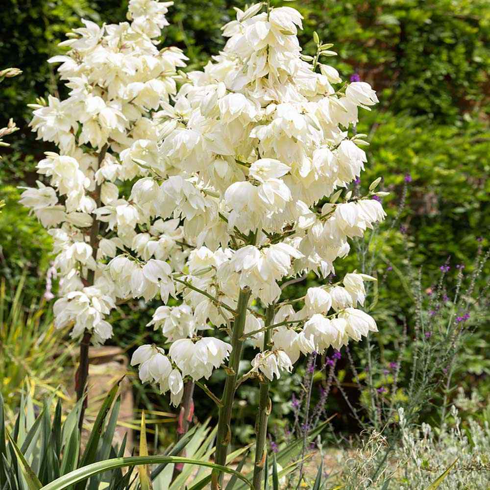 Yucca Elata Seeds - Heirloom Flower Garden Seeds for Growing