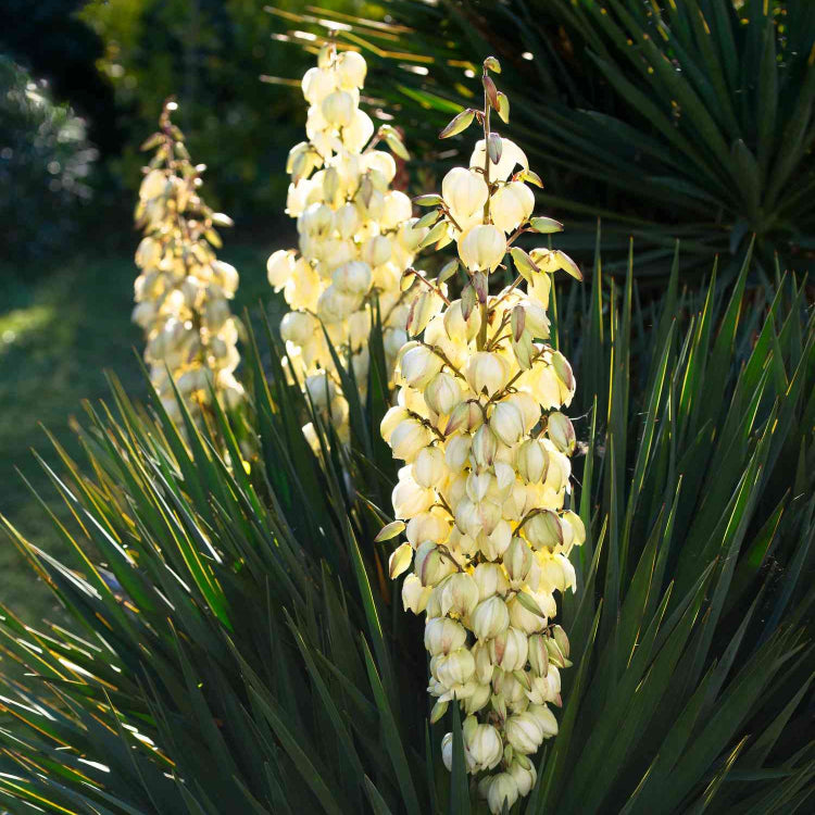Yucca Elata Seeds - Heirloom Flower Garden Seeds for Growing