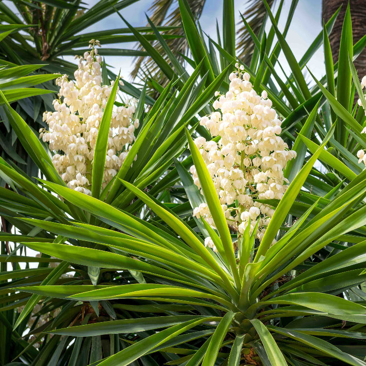 Yucca Plant Seeds - Heirloom Flower Garden Seeds for Growing