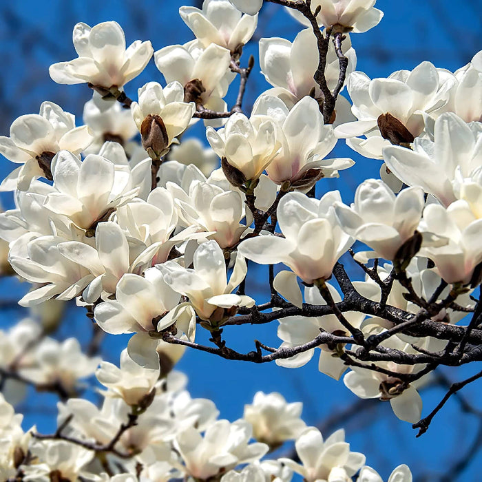 Yulan Magnolia Seeds - Heirloom Flower Garden Seeds for Growing