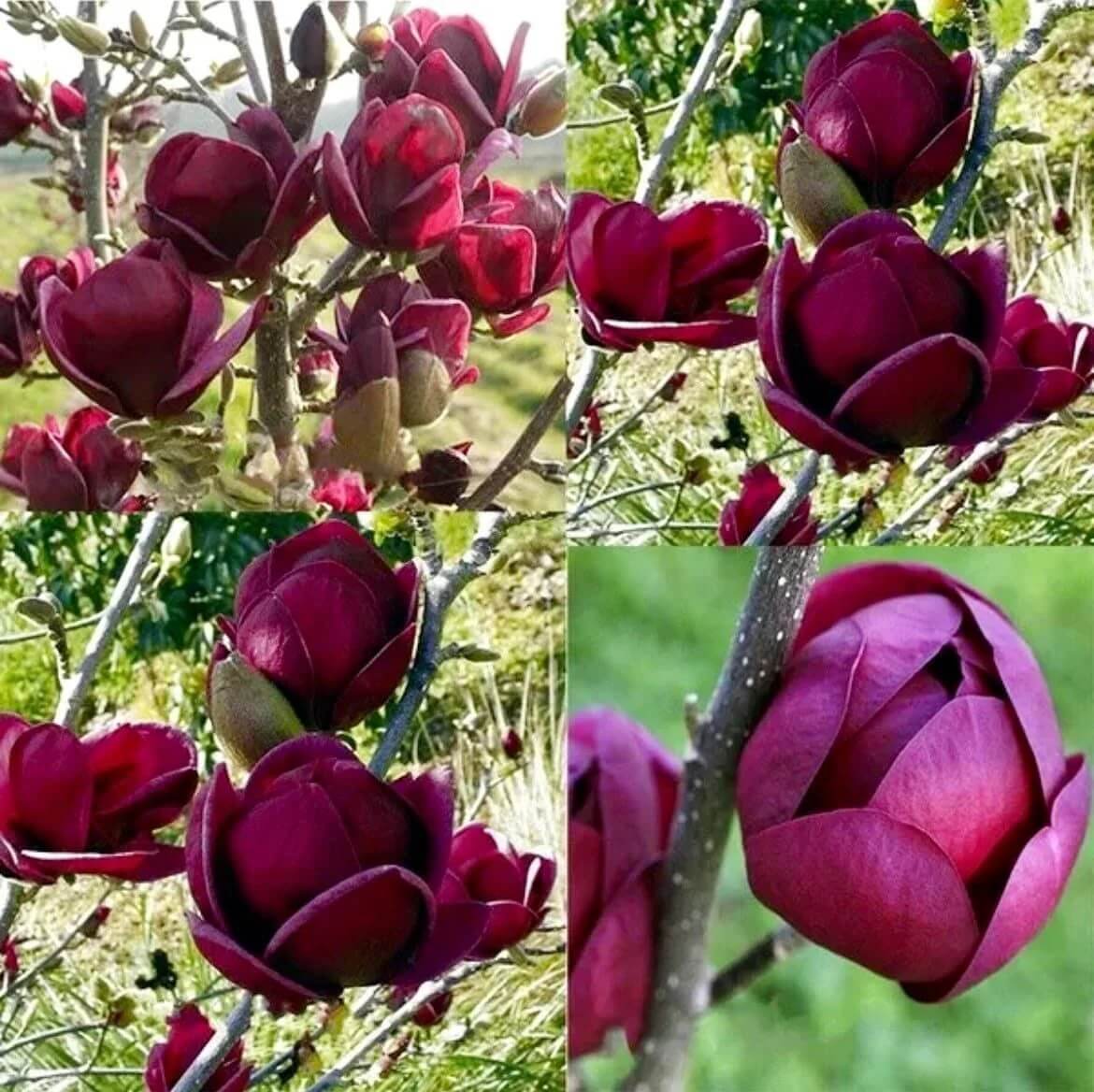 Yulan Tulip Magnolia Seeds - Heirloom Flower Garden Seeds for Growing