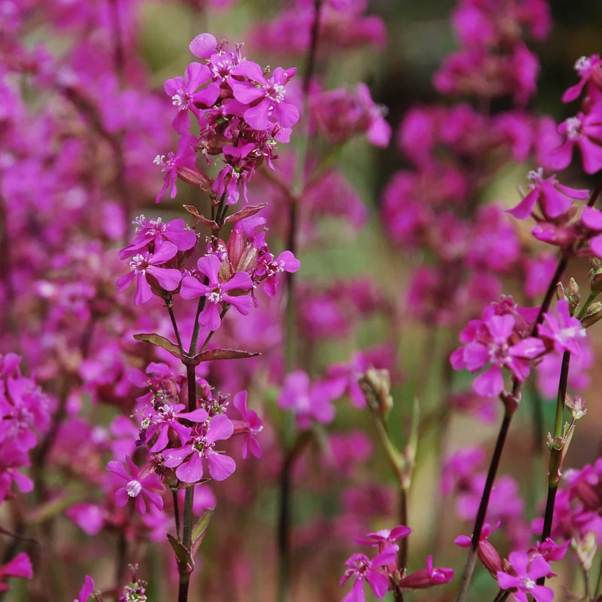 Yunnanensis Lychnis Seeds - Heirloom Flower Garden Seeds for Growing