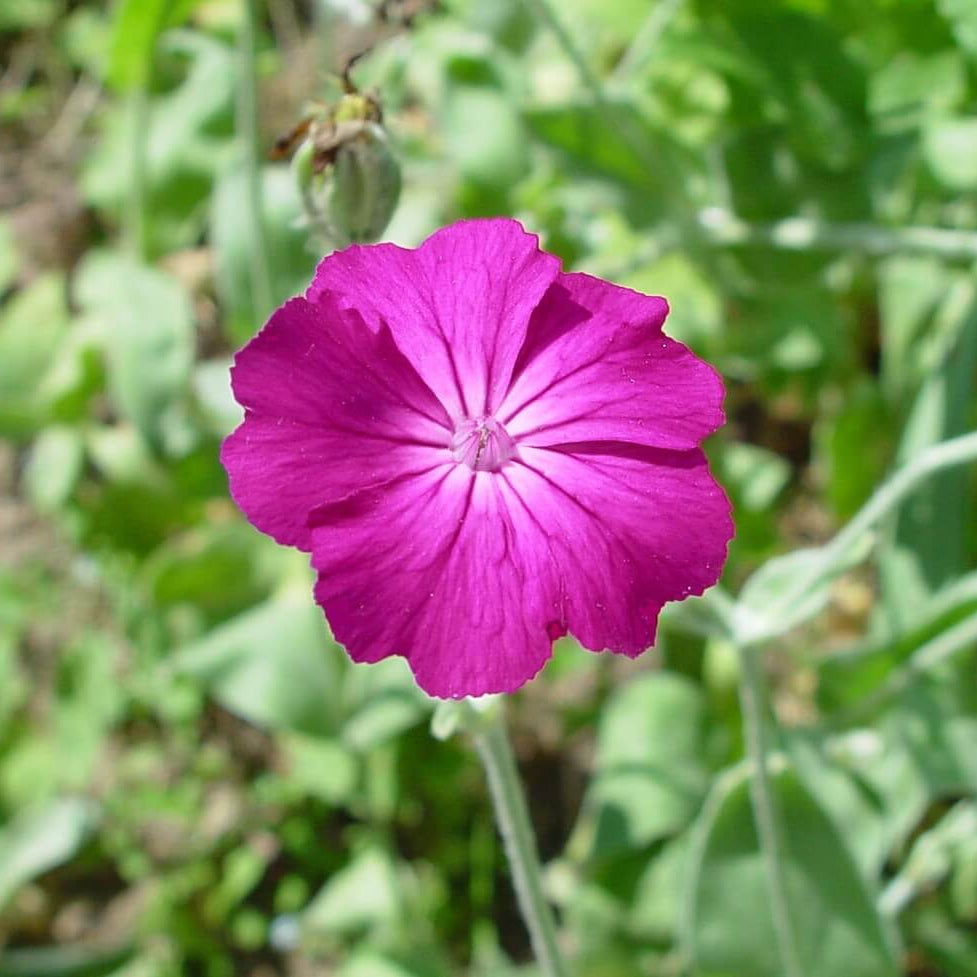 Yunnanensis Lychnis Seeds - Heirloom Flower Garden Seeds for Growing