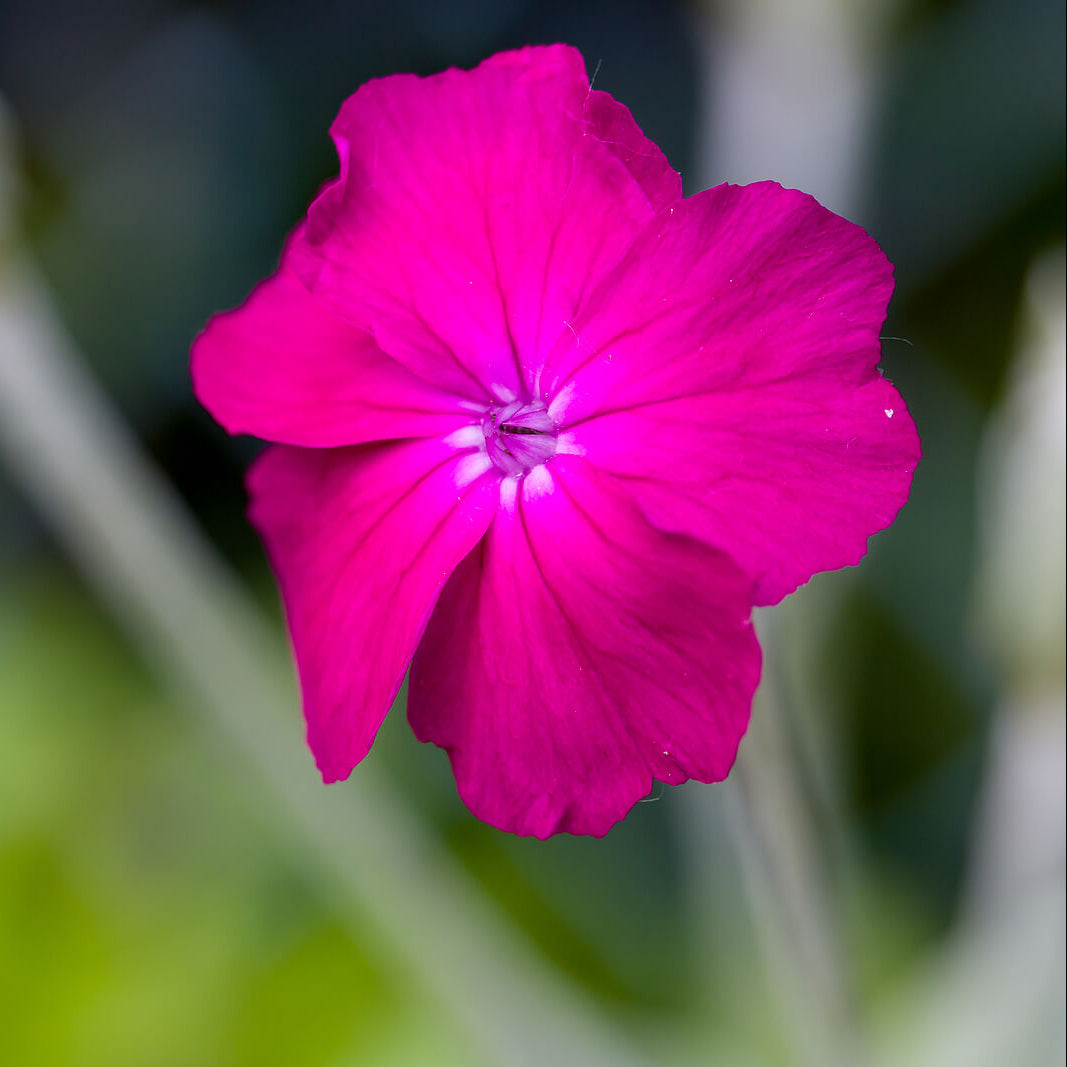 Yunnanensis Lychnis Seeds - Heirloom Flower Garden Seeds for Growing