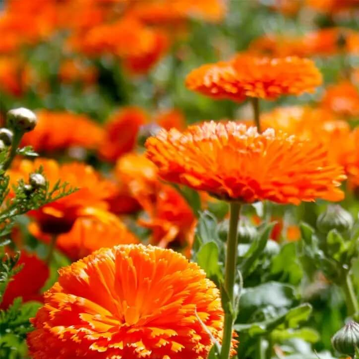 Pacific Beauty Orange Calendula Seeds - Heirloom Flower Garden Seeds for Growing