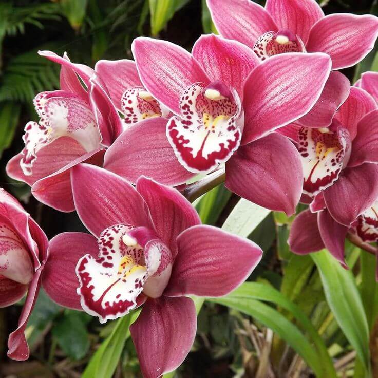 Boat Cymbidium Orchid Seeds - Heirloom Flower Garden Seeds for Growing