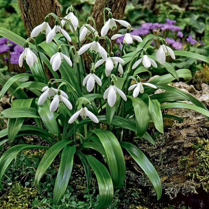 galanthus bulbs Seeds - Heirloom Flower Garden Seeds for Growing