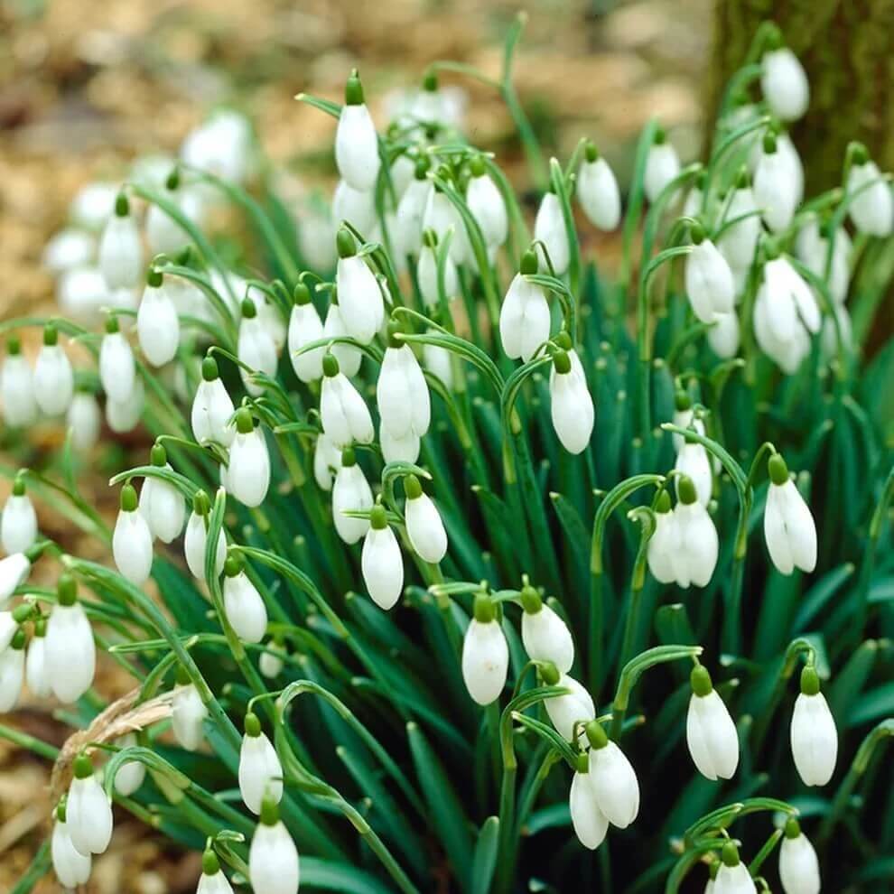 galanthus bulbs Seeds - Heirloom Flower Garden Seeds for Growing