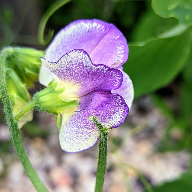 Multi-Color Sweet Pea Seeds - Heirloom Flower Garden Seeds for Growing