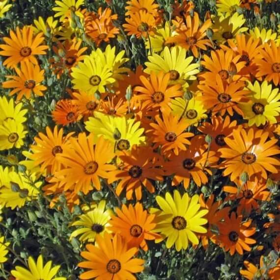Dimorphotheca aurantiaca African Daisy Seeds - Heirloom Flower Garden Seeds for Growing