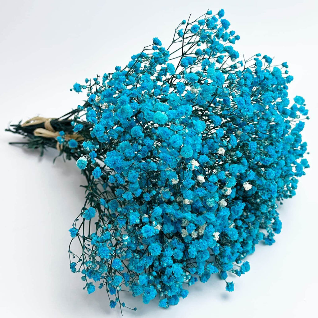 light Blue Gypsophila Seeds - Heirloom Flower Garden Seeds for Growing