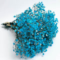 light Blue Gypsophila Seeds - Heirloom Flower Garden Seeds for Growing