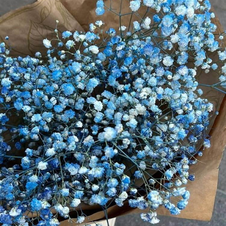 light Blue Gypsophila Seeds - Heirloom Flower Garden Seeds for Growing