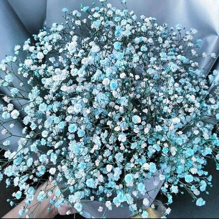 light Blue Gypsophila Seeds - Heirloom Flower Garden Seeds for Growing