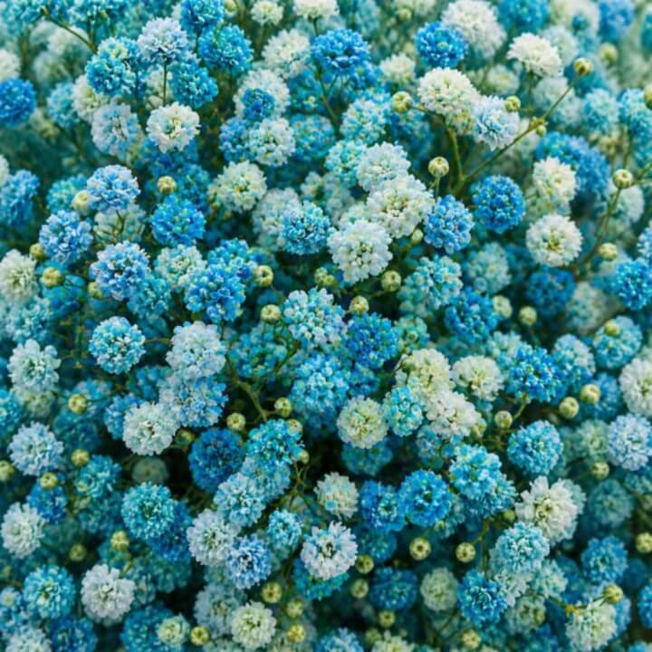 light Blue Gypsophila Seeds - Heirloom Flower Garden Seeds for Growing