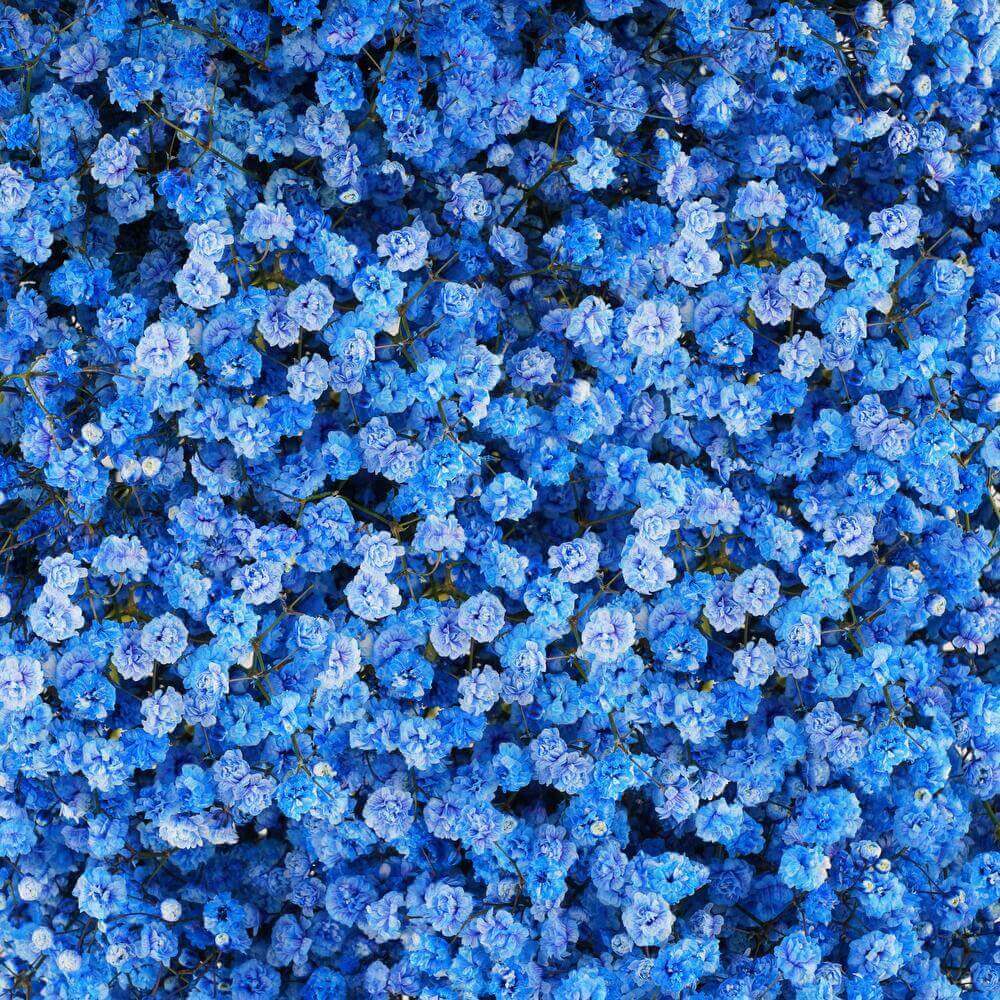 light Blue Gypsophila Seeds - Heirloom Flower Garden Seeds for Growing