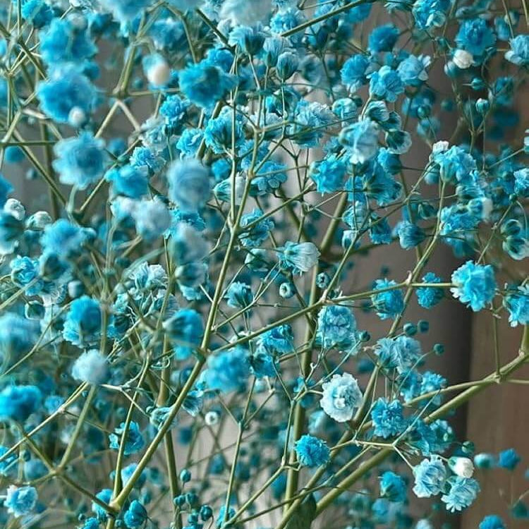 light Blue Gypsophila Seeds - Heirloom Flower Garden Seeds for Growing