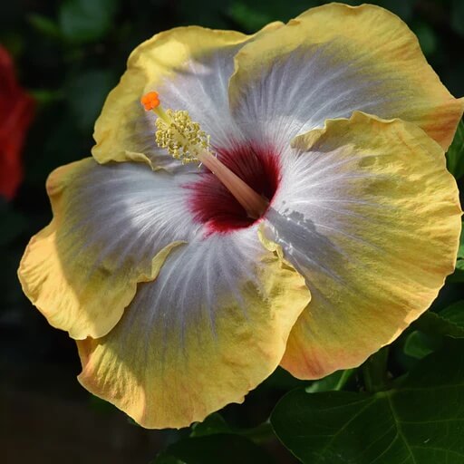 wildflower Army Green Hibiscus Seeds - Heirloom Flower Garden Seeds for Growing