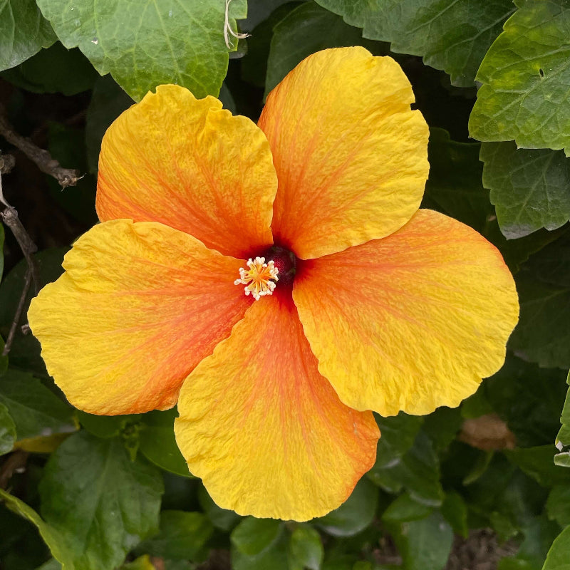 wildflower Army Green Hibiscus Seeds - Heirloom Flower Garden Seeds for Growing