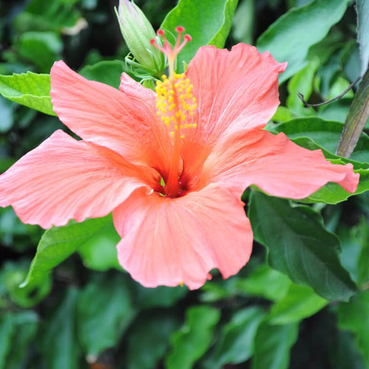 wildflower Army Green Hibiscus Seeds - Heirloom Flower Garden Seeds for Growing