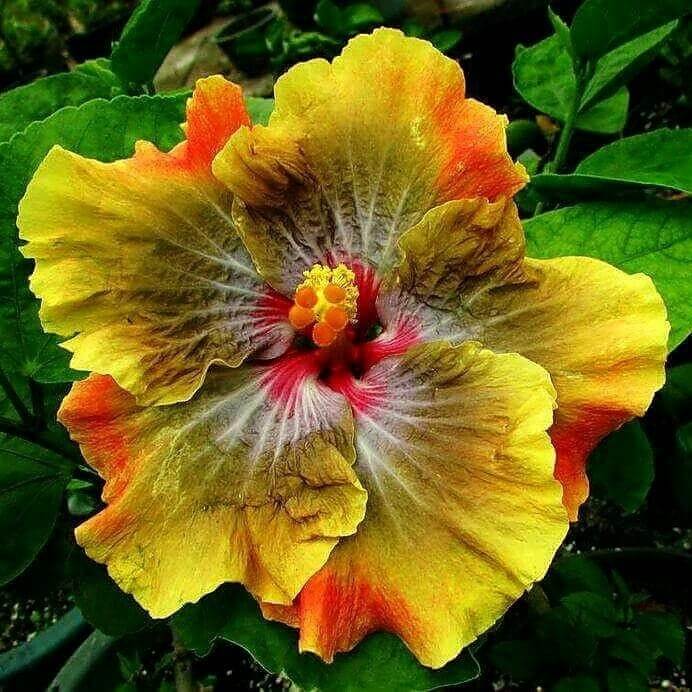 wildflower Army Green Hibiscus Seeds - Heirloom Flower Garden Seeds for Growing