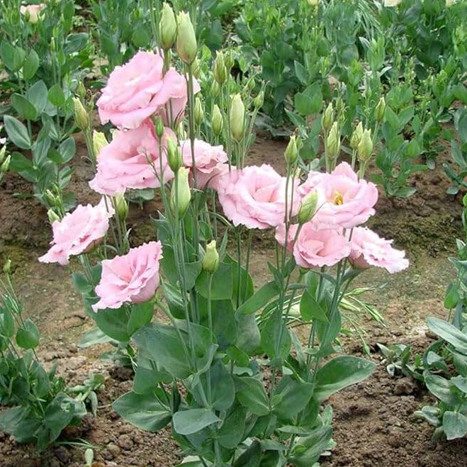 wildflower Eustoma Seeds - Heirloom Flower Garden Seeds for Growing