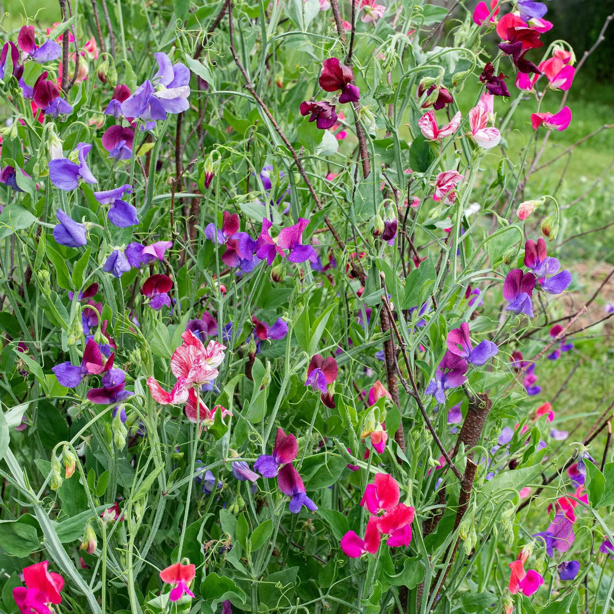 wildflower Heirloom Pea seeds - Heirloom Flower Garden Seeds for Growing