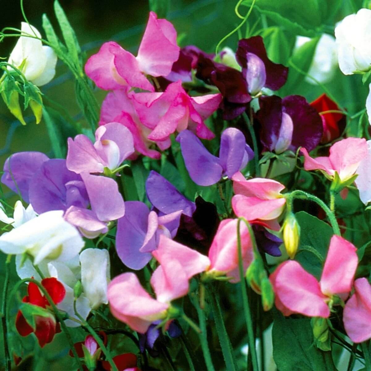 wildflower Heirloom Pea seeds - Heirloom Flower Garden Seeds for Growing