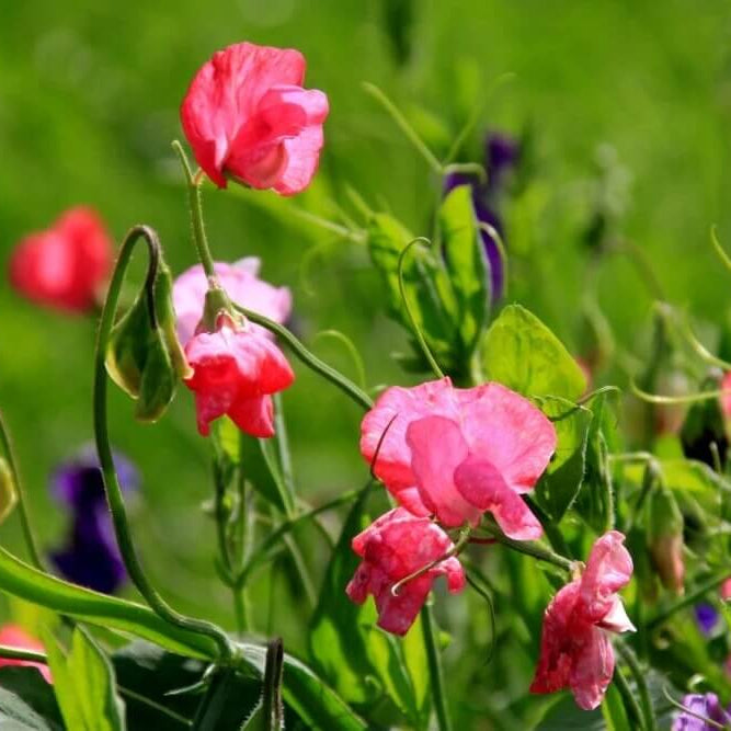 wildflower Heirloom Pea seeds - Heirloom Flower Garden Seeds for Growing