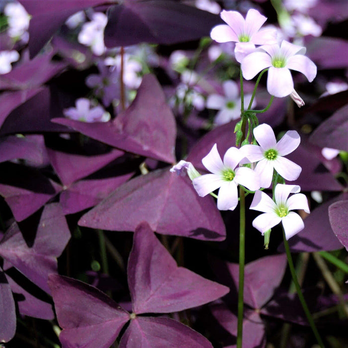 wildflower Oxalis Shamrock seeds - Heirloom Flower Garden Seeds for Growing