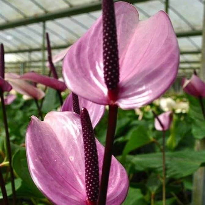 windflower Lavender Anthurium seeds - Heirloom Flower Garden Seeds for Growing