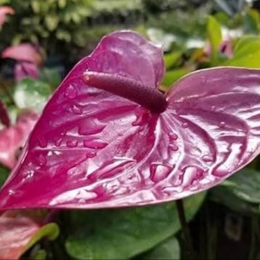 windflower Lavender Anthurium seeds - Heirloom Flower Garden Seeds for Growing